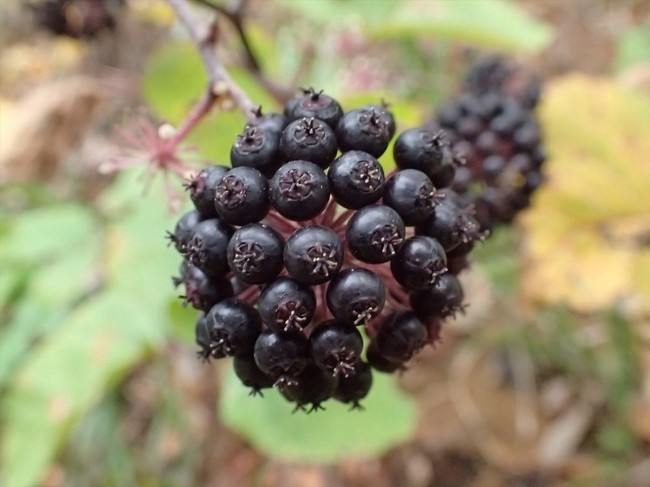 この黒い実を見つけたら場所を覚えておくのが吉 福井のおじじの旨い食材探し クックパッドブログ この黒い実を見つけたら場所を覚えておくのが吉 福井のおじじの旨い食材探し クックパッドブログ
