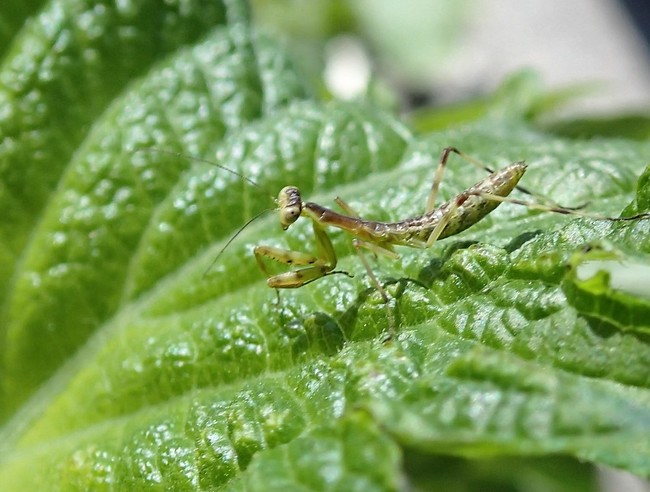 カマキリのお客さん ゆりyo船長 お魚love クックパッドブログ