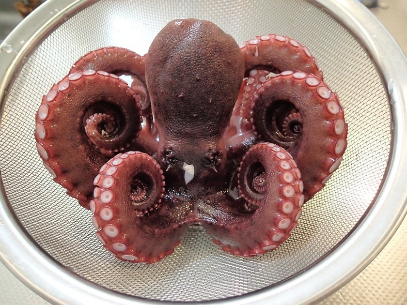 釣ったタコの調理法 ゆりyo船長 お魚love クックパッドブログ