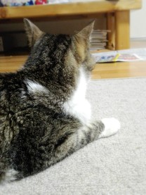 9ac931fa910eab9f43fba0f72620c625