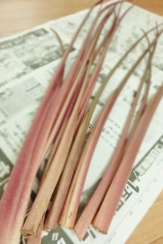 赤ずいき ちいさなちいさな よかったさがし クックパッドブログ 赤ずいき ちいさなちいさな よかったさがし クックパッドブログ