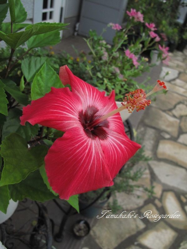 グリルでフレンチトーストを Tanakake S Rosegardenへようこそ クックパッドブログ グリルでフレンチトーストを Tanakake S Rosegardenへようこそ クックパッドブログ