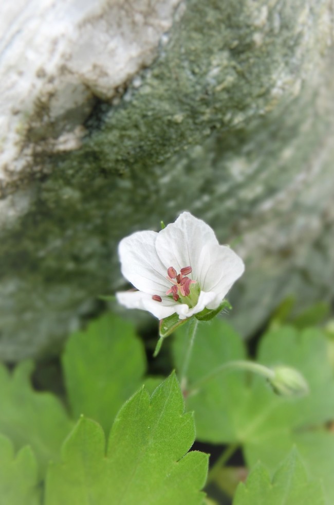 私の好きなお花 ゲンノショウコ ちいさなちいさな よかったさがし クックパッドブログ