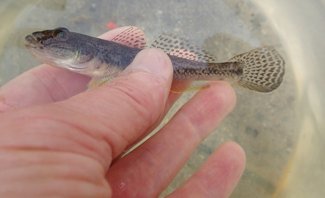 久しぶりにハゼ釣りに ゆりyo船長 お魚love クックパッドブログ