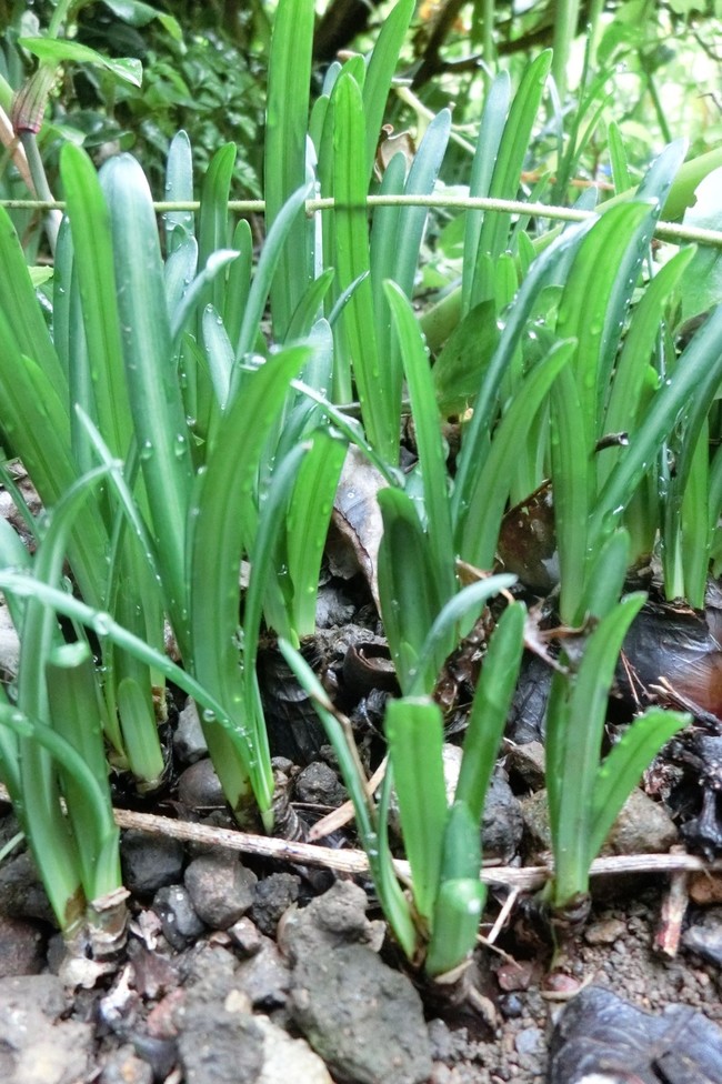 これ なんの葉っぱでしょうか ちいさなちいさな よかったさがし クックパッドブログ