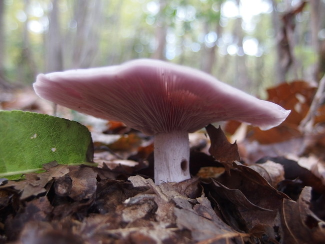 11月25 26日はキノコを求めて連日の薮漕ぎでした 4 福井のおじじの旨い食材探し クックパッドブログ