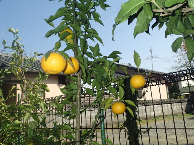 庭に植えた柚子の初収穫 父さんの料理 のブログ 水中写真 クックパッドブログ