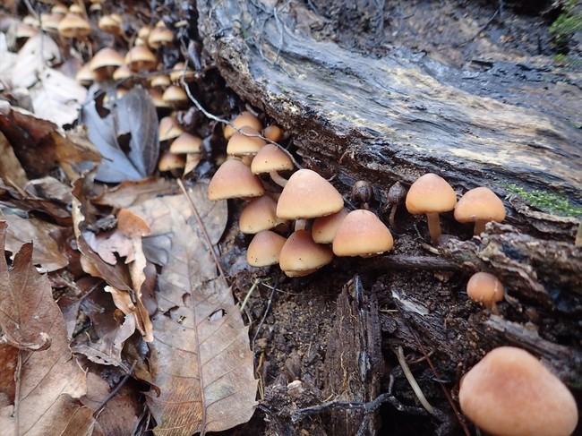 1月2日は標高100m～200mの斜面をキノコ初探しぃ - 福井のおじじの旨い 