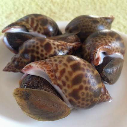 海はもう春です バイ貝がうまい季節到来 幸せをつかむチャンスは料理から クックパッドブログ 海はもう春です バイ貝がうまい季節到来 幸せをつかむチャンスは料理から クックパッドブログ