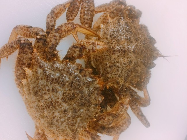 カニ汁 上手に食べられない 美味しくできてる クックパッドブログ カニ汁 上手に食べられない 美味しくできてる クックパッドブログ