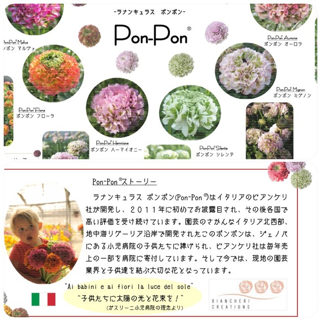 ラナンキュラス 日々の小さな幸せ Petits Bonheurs クックパッドブログ ラナンキュラス 日々の小さな幸せ Petits Bonheurs クックパッドブログ
