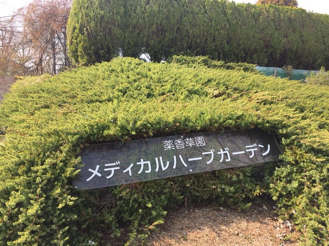 メディカルハーブガーデン ラクラクダの釣り ごはん日記 クックパッドブログ