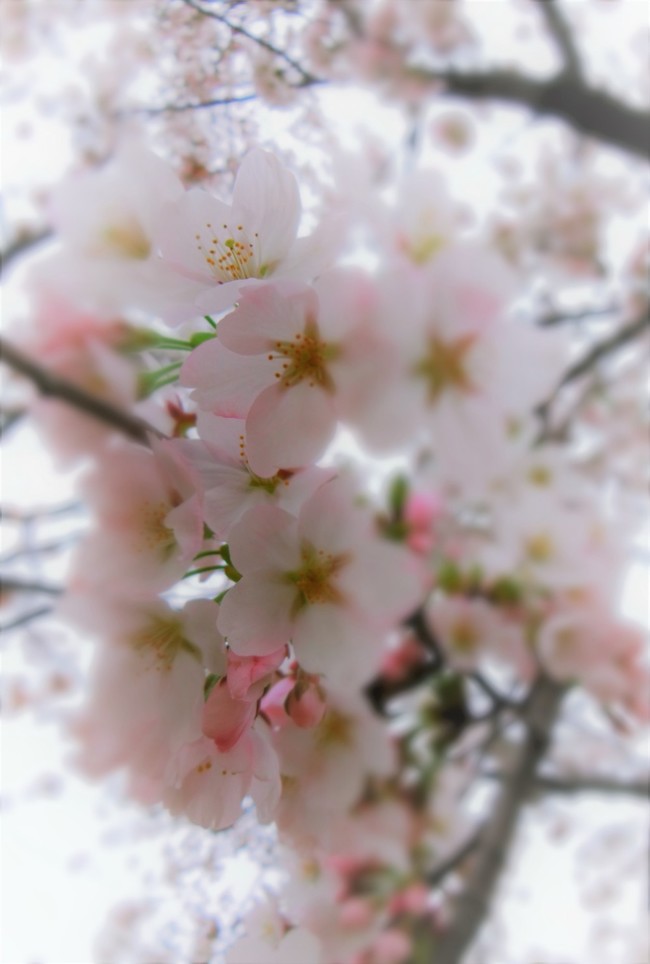 桜 舞う もとい サクラ チル 季節 艸 ちいさなちいさな よかったさがし クックパッドブログ 桜 舞う もとい サクラ チル 季節 艸 ちいさなちいさな よかったさがし クックパッドブログ