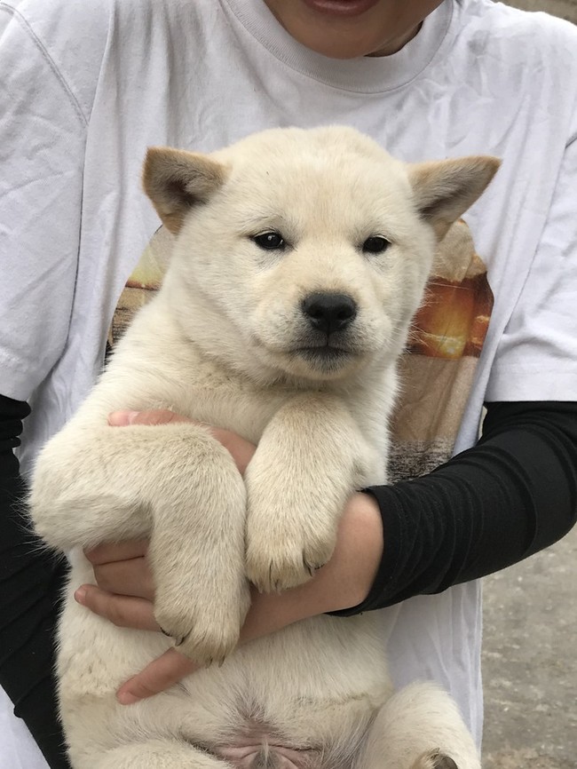 北海道犬(子犬) 我が家（♡ひな祭り♡）へようこそ クックパッドブログ