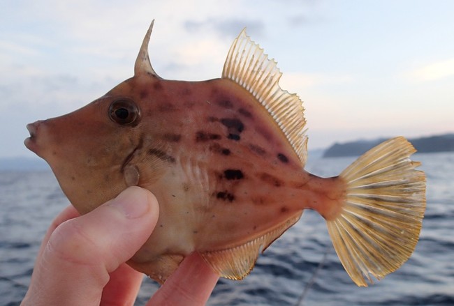 Xmasは カワハギ釣りで ゆりyo船長 お魚love クックパッドブログ