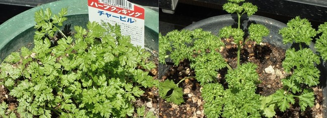 パセリ３兄弟を植えました 父さんの料理 のブログ 水中写真 クックパッドブログ