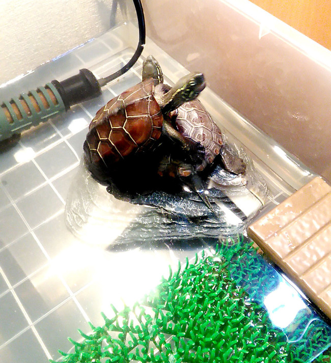 趣味でハンドメイド始めました Fuhakkyのお部屋 クックパッドブログ