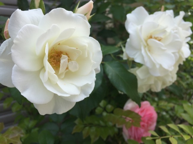 薔薇の季節 薔薇ジャムレシピ ごはん日記byりえ クックパッドブログ