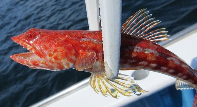 ウツボ釣ったよ ゆりyo船長 お魚love クックパッドブログ