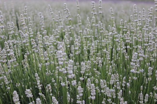 ラベンダー のんびり暮らし日記 クックパッドブログ ラベンダー のんびり暮らし日記 クックパッドブログ