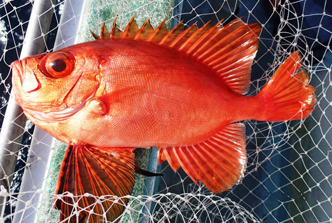 勝手にお魚ランキング ヒレの素敵なお魚 ゆりyo船長 お魚love クックパッドブログ