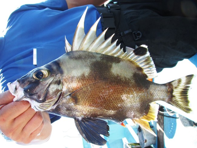 勝手にお魚ランキング ヒレの素敵なお魚 ゆりyo船長 お魚love クックパッドブログ