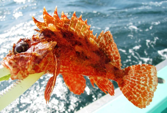 勝手にお魚ランキング ヒレの素敵なお魚 ゆりyo船長 お魚love クックパッドブログ