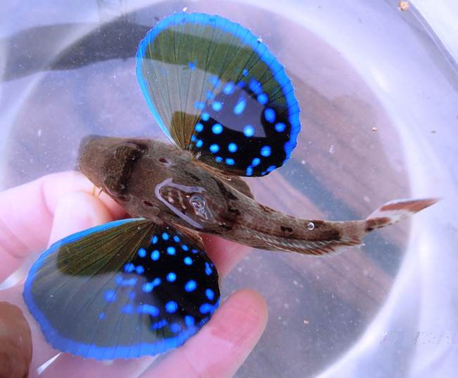 勝手にお魚ランキング ヒレの素敵なお魚 ゆりyo船長 お魚love クックパッドブログ