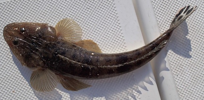 勝手にお魚ランキング ヒレの素敵なお魚 ゆりyo船長 お魚love クックパッドブログ