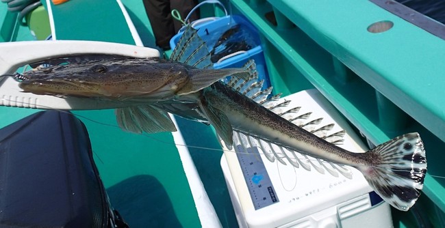 勝手にお魚ランキング ヒレの素敵なお魚 ゆりyo船長 お魚love クックパッドブログ