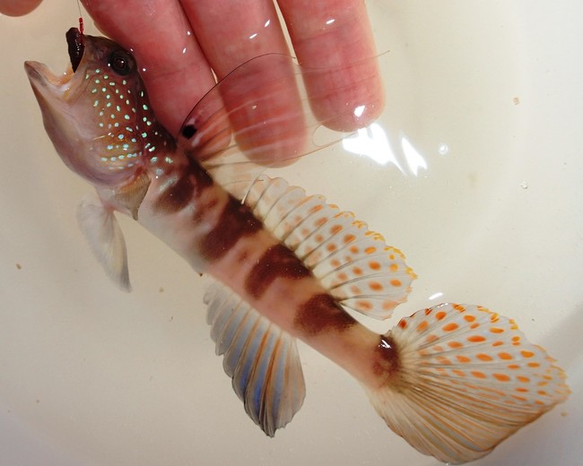 勝手にお魚ランキング ヒレの素敵なお魚 ゆりyo船長 お魚love クックパッドブログ