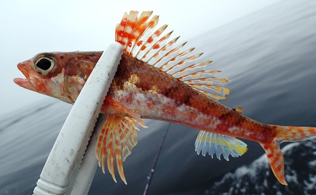 勝手にお魚ランキング ヒレの素敵なお魚 ゆりyo船長 お魚love クックパッドブログ