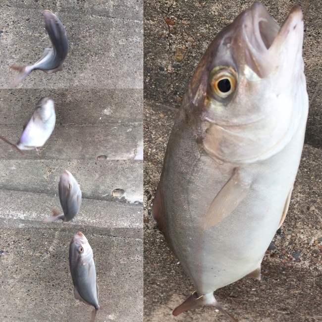 鹿島港ショゴ カンパチ 釣り ラクラクダの釣り ごはん日記 クックパッドブログ