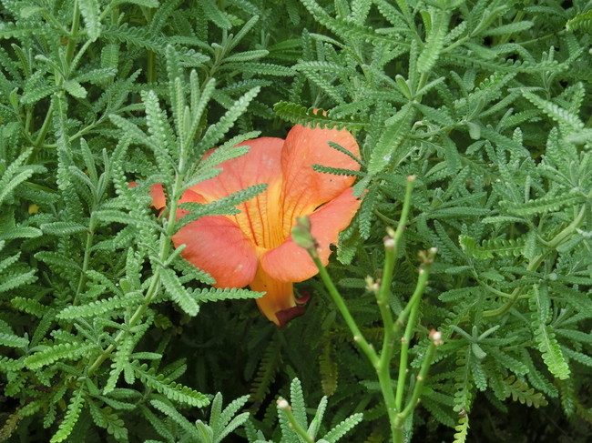 夏の花がお見事です ちゅうさんの男の夕食 クックパッドブログ