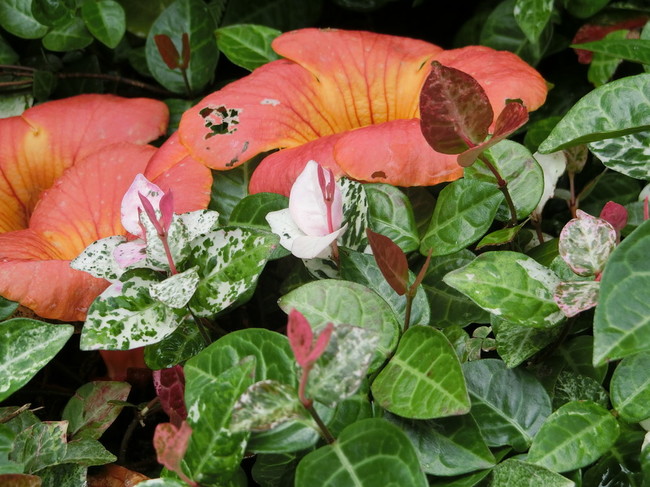 夏の花がお見事です ちゅうさんの男の夕食 クックパッドブログ