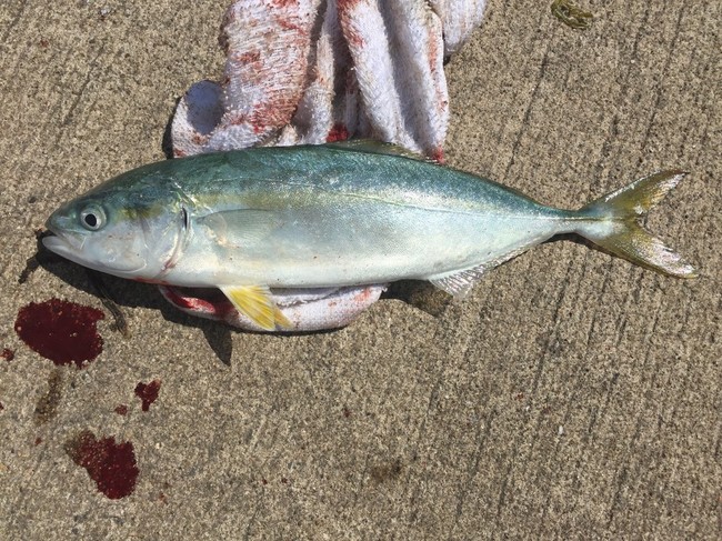 鹿島港ワカシ、ショゴ - ラクラクダの釣り＆ごはん日記  クックパッド 