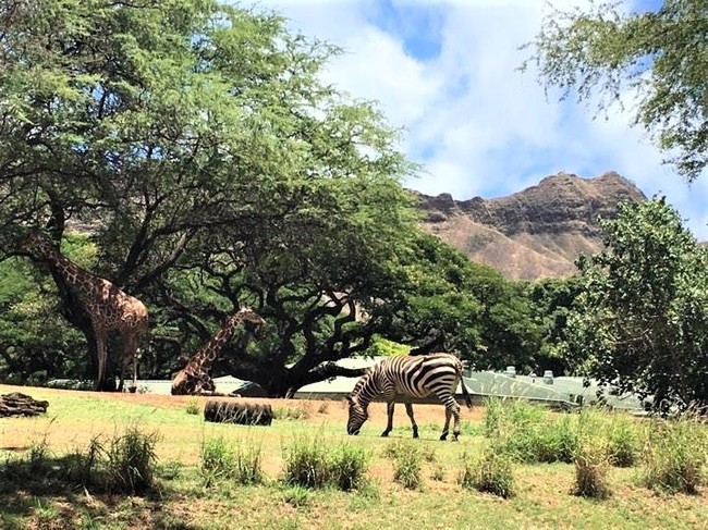 ハワイ ホノルル動物園サマーキャンプ Happy Eaters クックパッドブログ