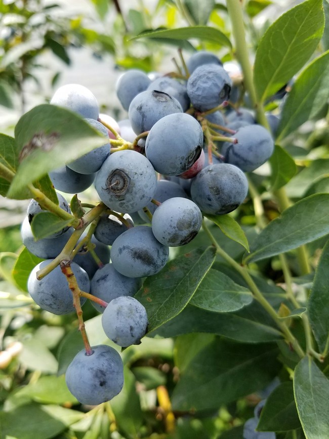 ブルーベリーの幸せ Yappy S Kitchen クックパッドブログ