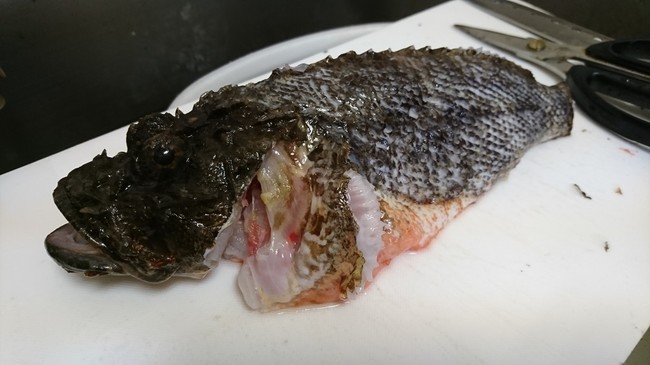 毒魚 ウルマカサゴ食べてみた カサゴ目フサカサゴ科ウルマカサゴ のんびり気まぐれ日記 クックパッドブログ