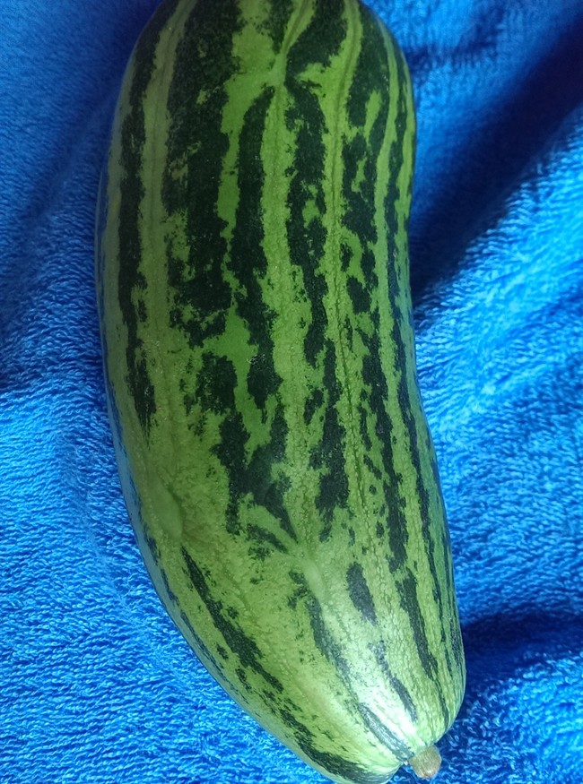 スイカじゃないよ 白うり しゅげむ ほのぼの日記 クックパッドブログ スイカじゃないよ 白うり しゅげむ ほのぼの日記 クックパッドブログ