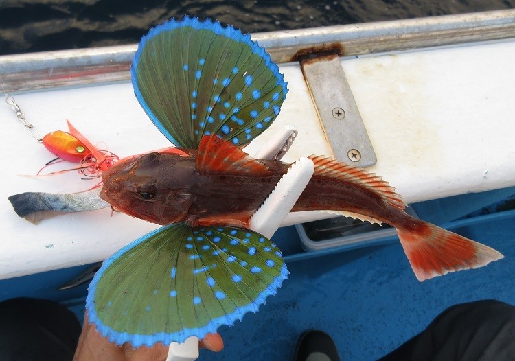 高級魚三昧だぜ ゆりyo船長 お魚love クックパッドブログ