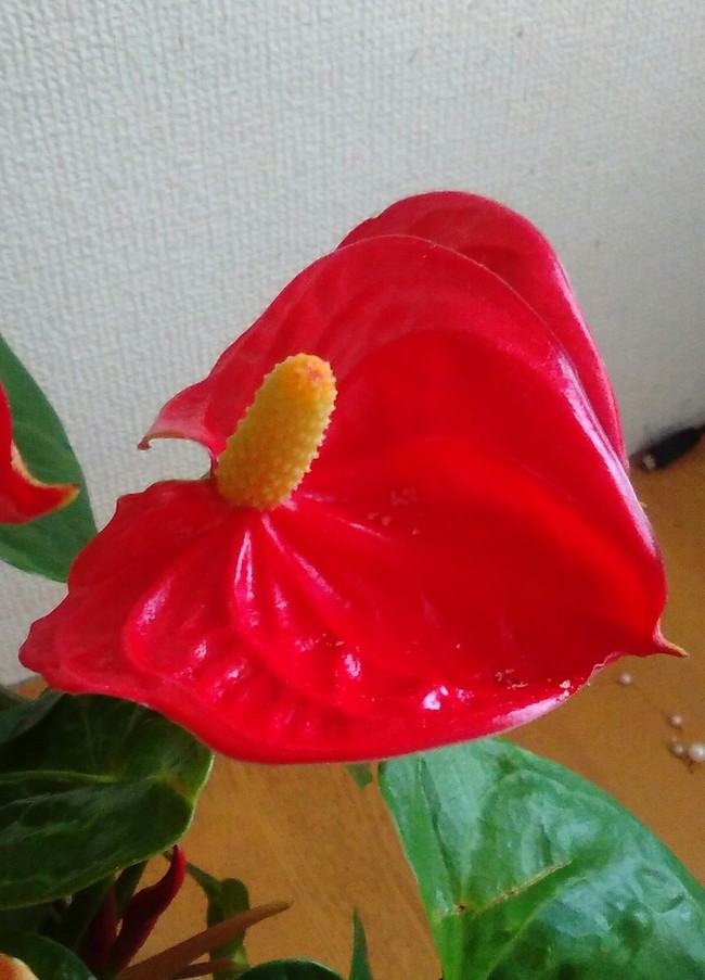 100均のアンスリウムその後ぱーと2 さっちーのラブラブc クックパッドブログ