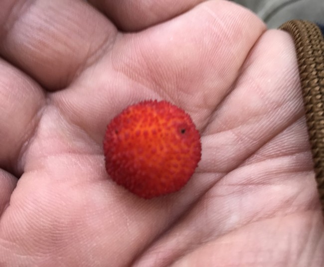 ストロベリーツリー 食べる幸せ作る幸せ クックパッドブログ
