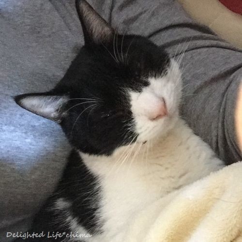 抜歯翌日~わが家のお猫様 - Delighted Life クックパッドブログ