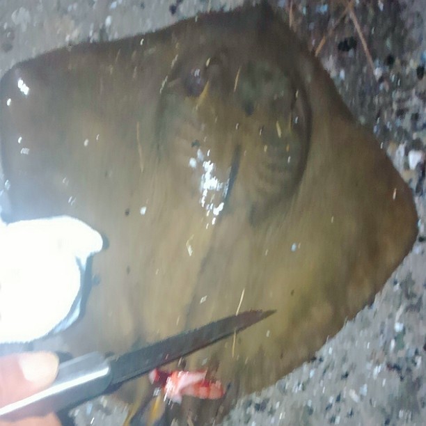巨大危険生物を釣って喰ってみた 釣った魚を喰うブログ クックパッドブログ
