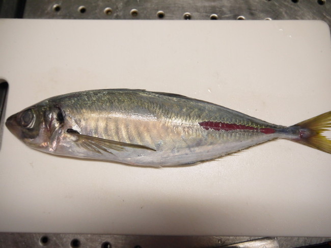 アジを使ってマグロの捌き方 のりんごの魚のネタ帳 クックパッドブログ アジを使ってマグロの捌き方 のりんごの魚のネタ帳 クックパッドブログ