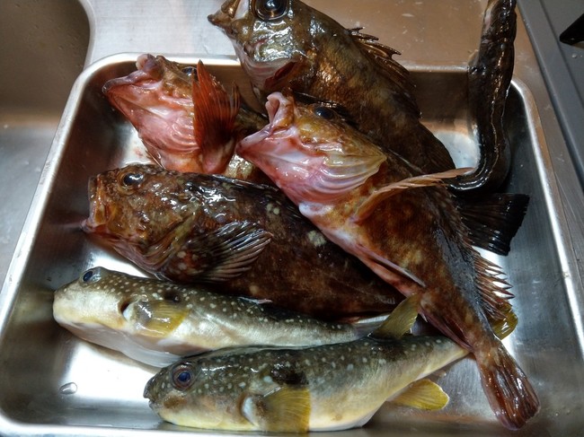 究極のカサゴ唐揚げと刺身の珊瑚礁 釣った魚を喰うブログ クックパッドブログ 究極のカサゴ唐揚げと刺身の珊瑚礁 釣った魚を喰うブログ クックパッドブログ