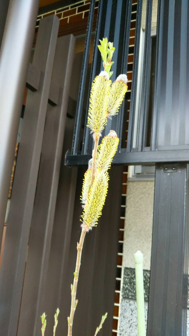ピンクの猫柳の花が満開に そして畑の様子です れいぴん ぽちぽち日記 クックパッドブログ ピンクの猫柳の花が満開に そして畑の様子です れいぴん ぽちぽち日記 クックパッドブログ