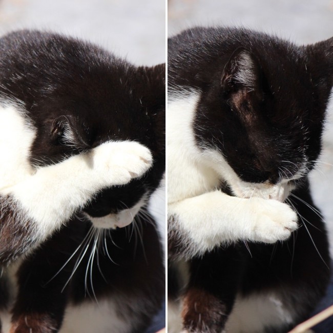 猫の島へ⑤ - のんびり暮らし日記  クックパッドブログ
