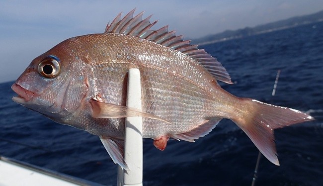 桜ふぇすた18 魚編 ゆりyo船長 お魚love クックパッドブログ